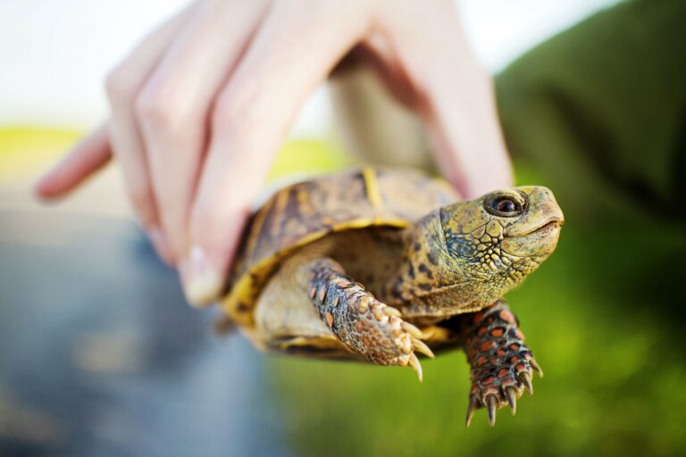 Preventing Shell Rot In Aquatic Turtles During Low Humidity