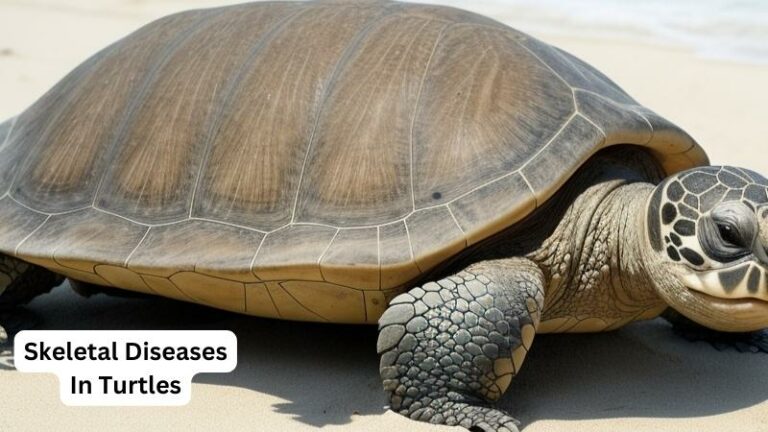 Skeletal Diseases In Turtles: Causes, Symptoms & Treatments