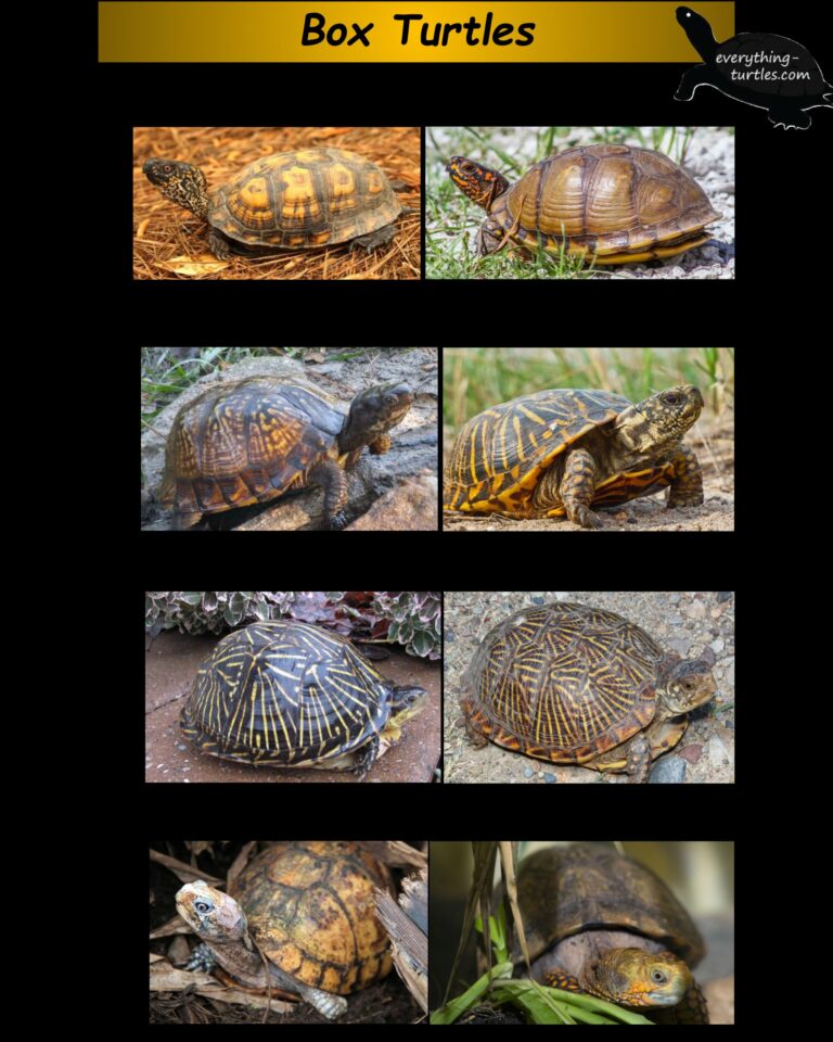 What are the Different Species of Box Turtles?