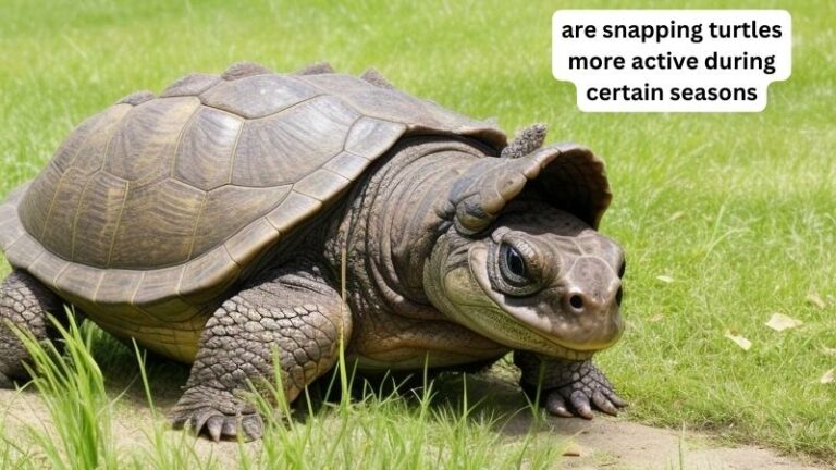 are snapping turtles more active during certain seasons