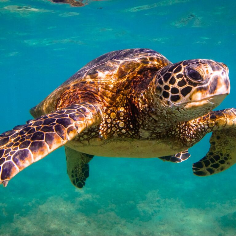 Disease On Hawksbill Turtle: Understanding And Solutions